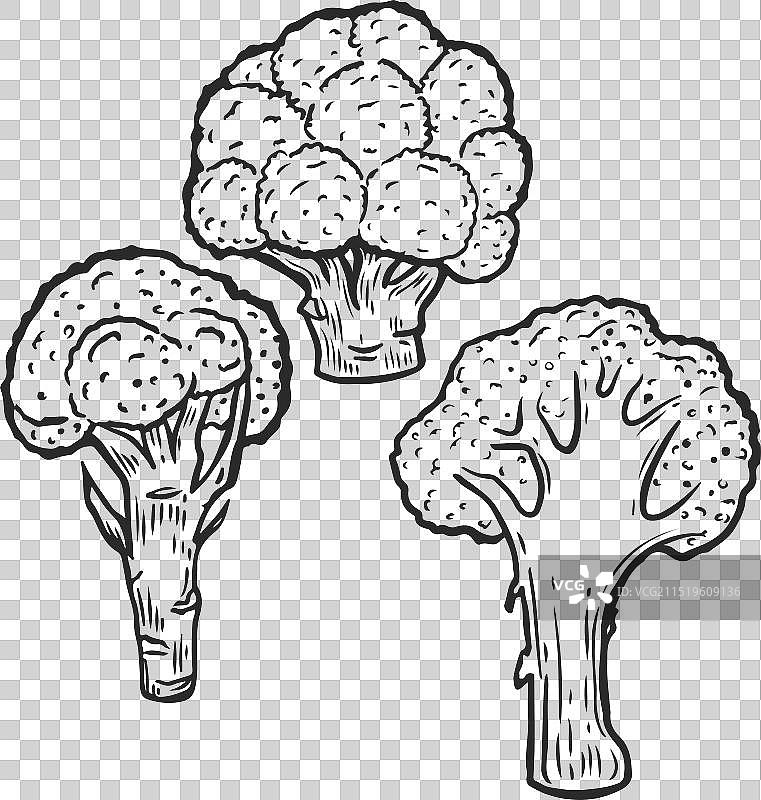 白色背景上的西兰花雕刻图案图片素材