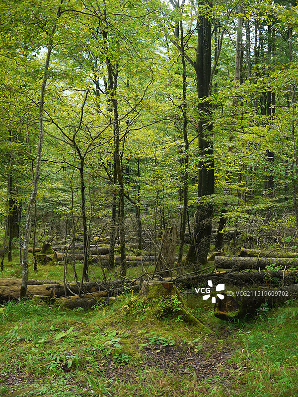 魔法森林图片素材