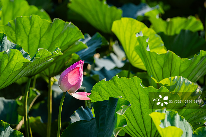 浙江舟山普陀山慧济禅寺海印池里的荷花图片素材