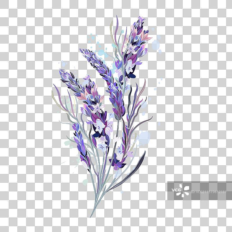 美丽的薰衣草花卉图片素材