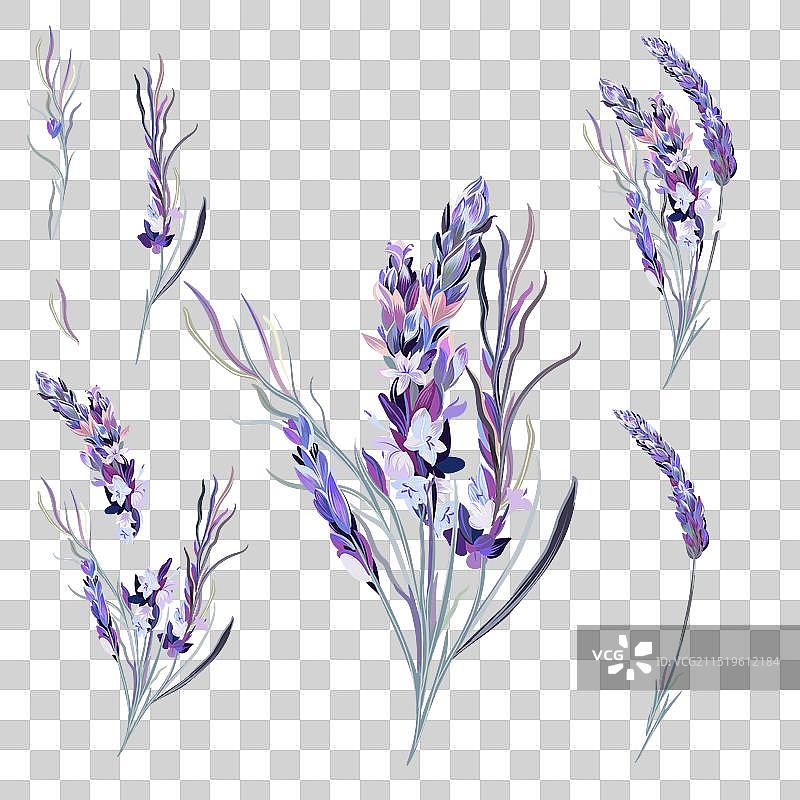 柔和粉彩薰衣草花卉合集图片素材