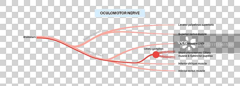 动眼神经解剖结构图片素材