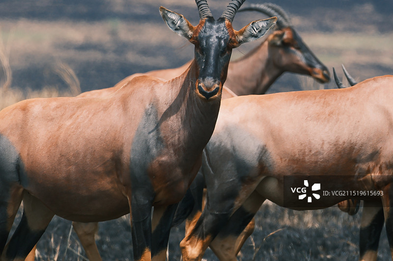 狂野的东非魅力图片素材