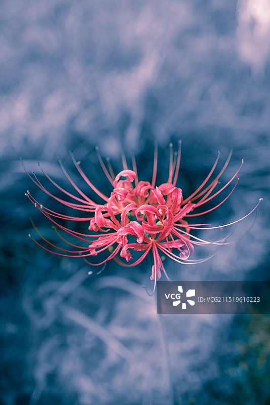 彼岸花图片素材