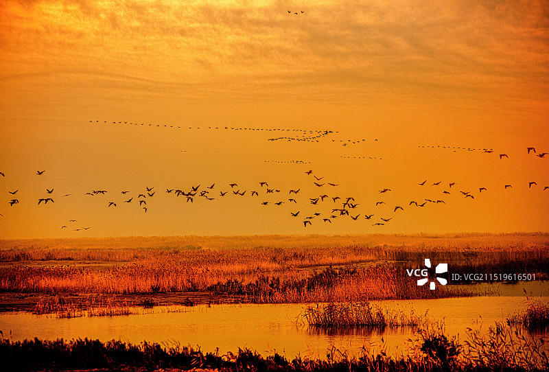 黄河入海口东营湿地图片素材
