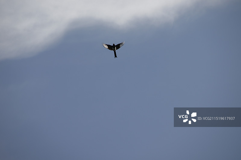 蓝天白云展翅翱翔的鸟图片素材