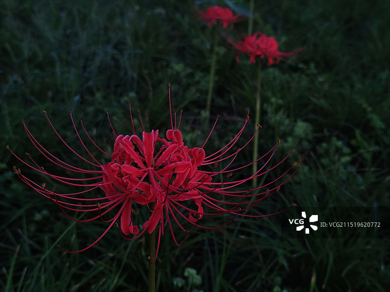 微光下红色的彼岸花图片素材