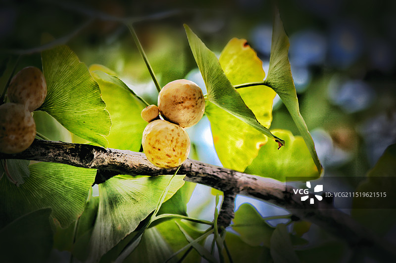 初秋时分的银否幼果：树上果实的特写镜头图片素材