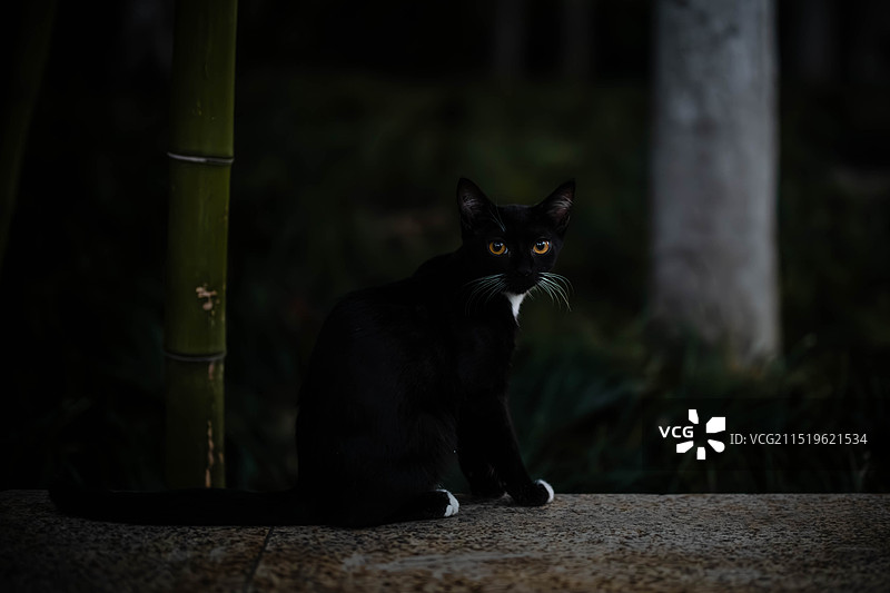 踏雪寻梅图片素材