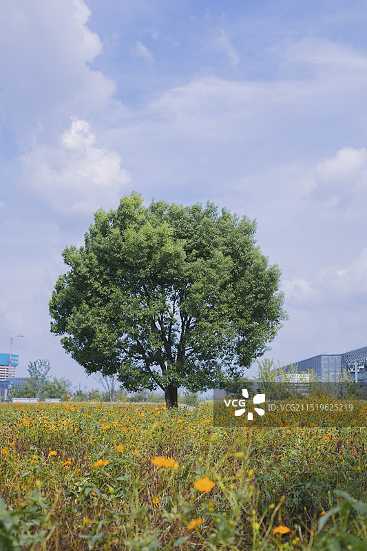 临平花海图片素材