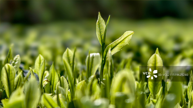茶叶绿茶摄影微距图片图片素材