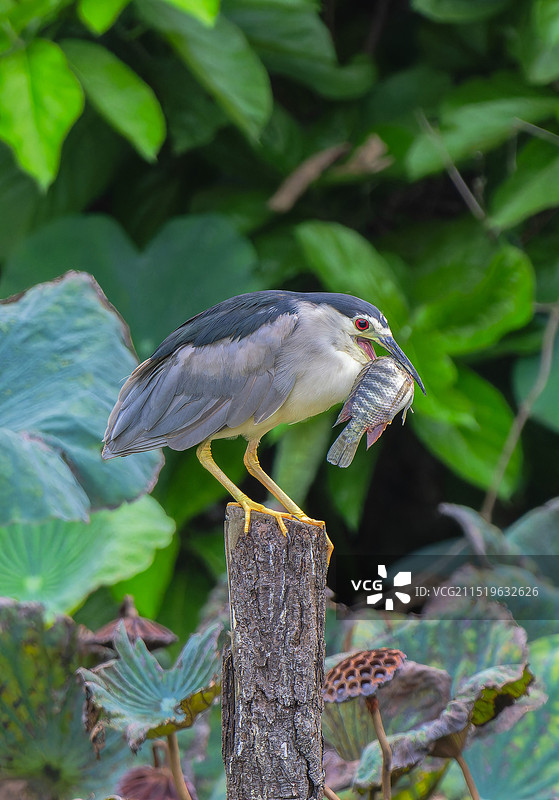 吃到罗菲鱼的夜鹭图片素材
