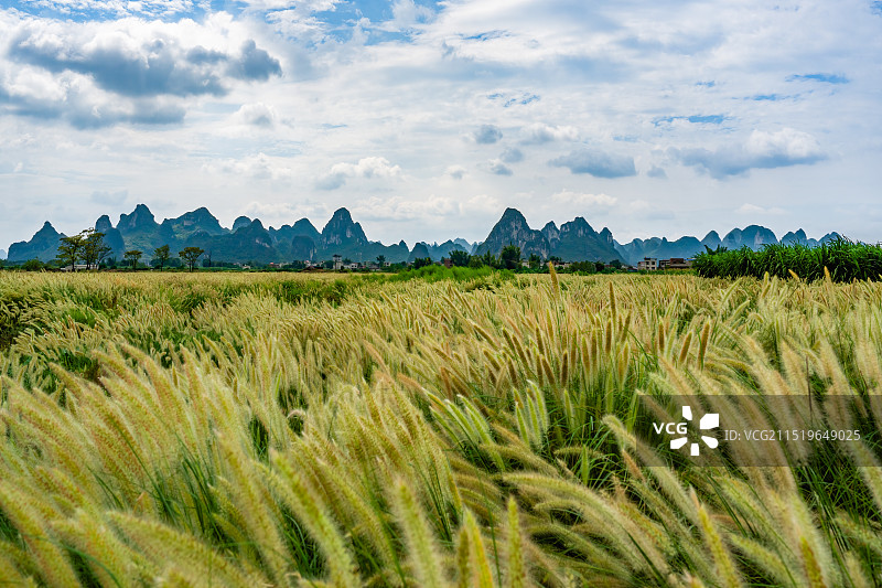 广西柳州柳江区狗尾草草原与远处的喀斯特地貌山脉风光图片素材