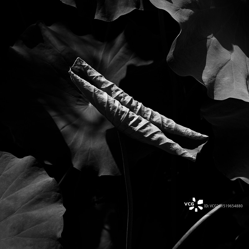 湖州市 南浔区 荻港 古镇 水乡 江南 夏季 荷花 乡村振兴 旅游 小村 历史 人文 桑基鱼塘 运河图片素材