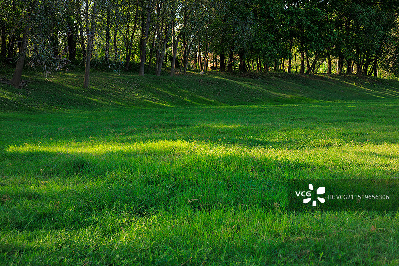 公园阳光下的绿草地图片素材