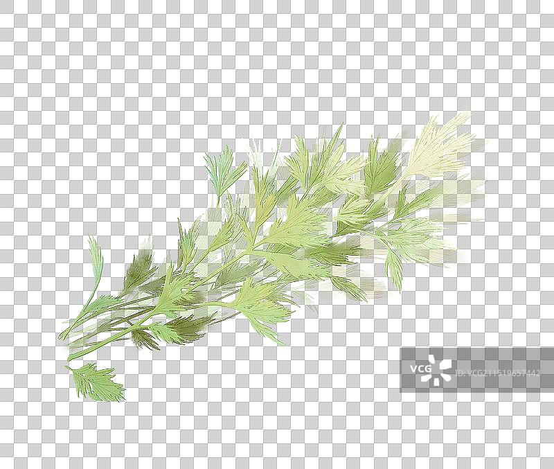 端午节茼蒿传统节日—国画古风水墨国风元素图片素材