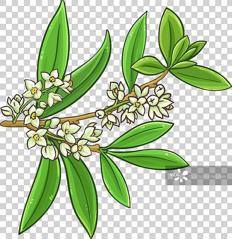 橄榄枝彩色细节图片素材