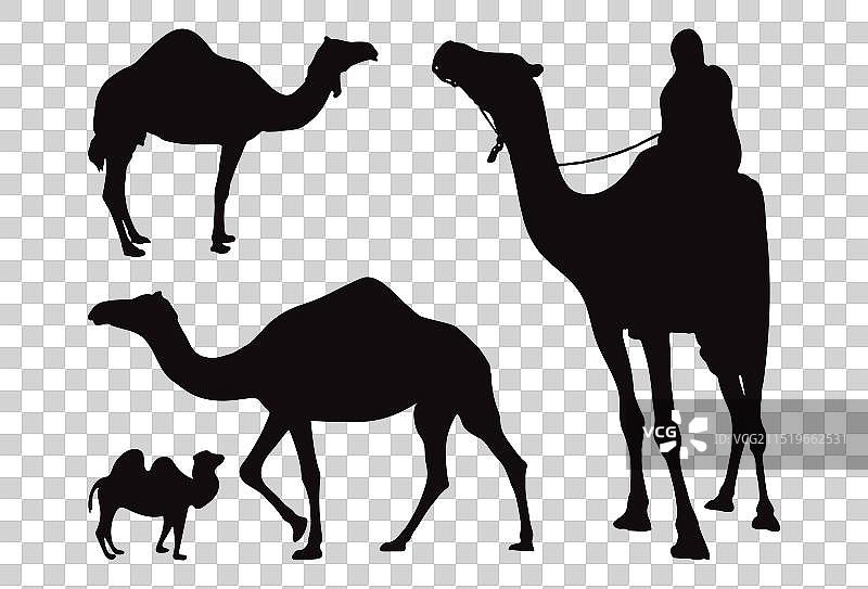 雄伟骆驼剪影艺术印花图片素材