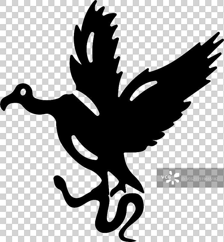 黑美洲鹫图片素材