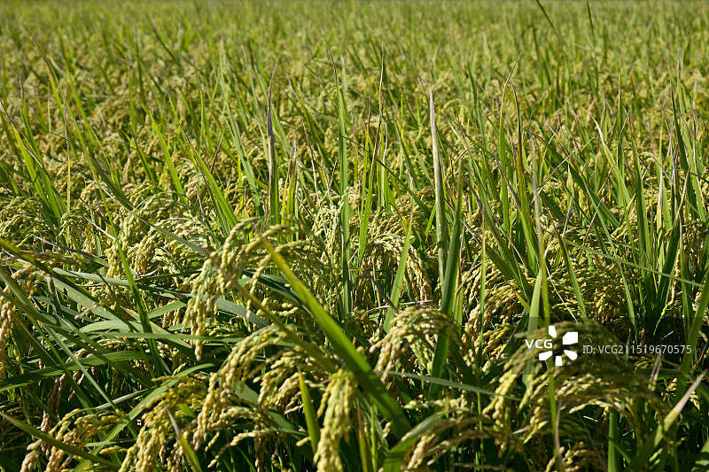 秋天日光下丰收的稻谷图片素材
