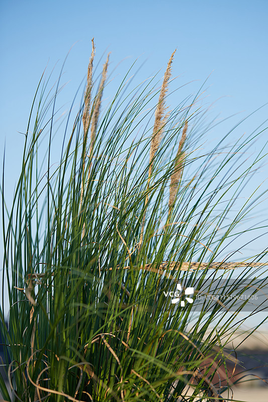 夕阳下的蒲苇图片素材