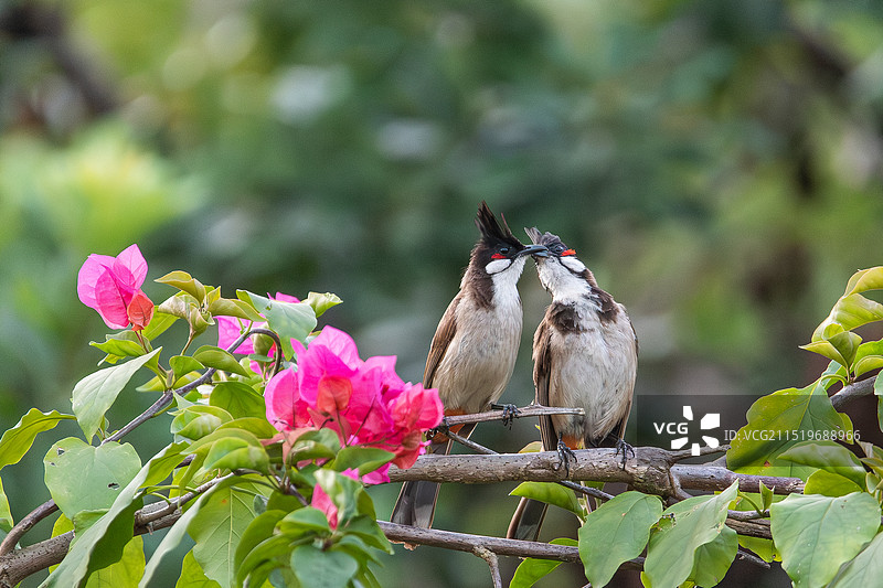 红耳鹎图片素材