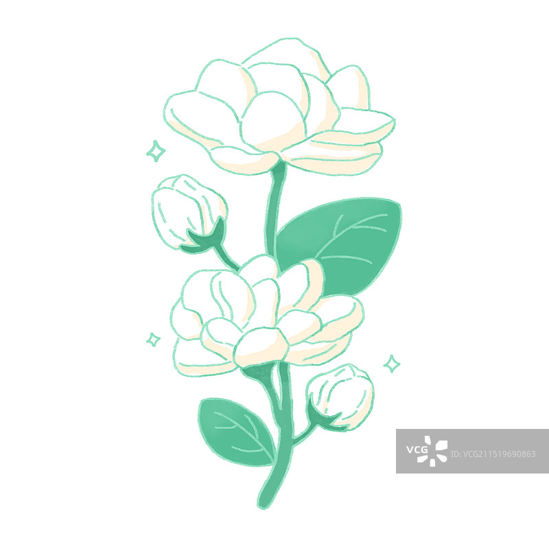 茉莉花插画图片素材