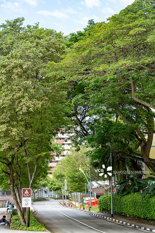 新加坡福康宁公园网红树洞绿色森林图片素材