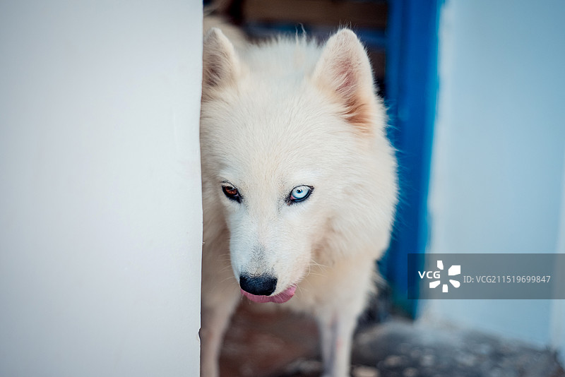 异瞳萨摩耶犬图片素材