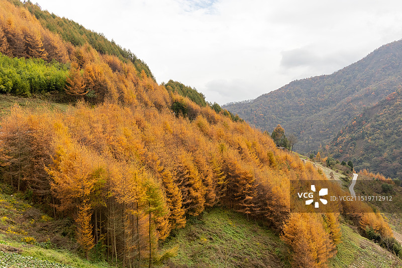 中国四川省阿坝州汶川县耿达镇老鸦山，秋天川西高原落叶松树林，绚烂的金色彩林秋色风景图片素材