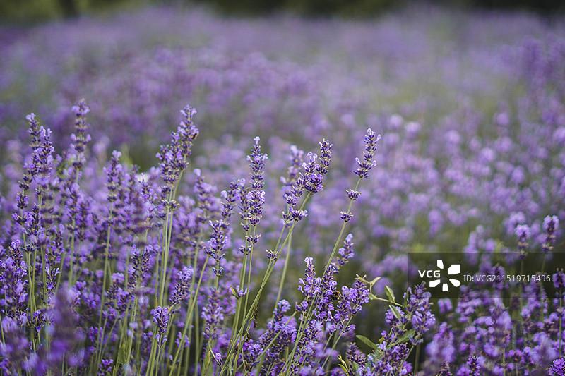 薰衣草特写图片素材