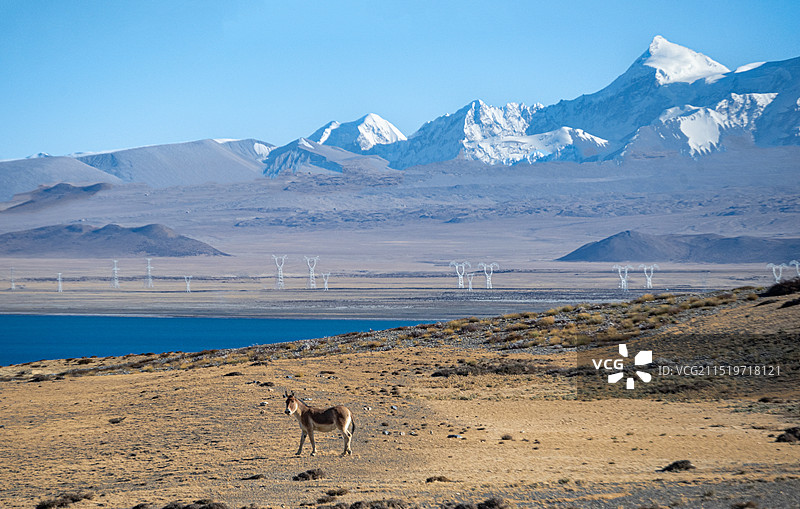 西藏希夏邦马山脚下的藏野驴图片素材