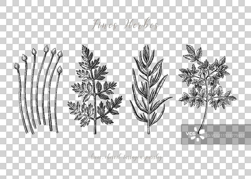 法式香草素描合集图片素材