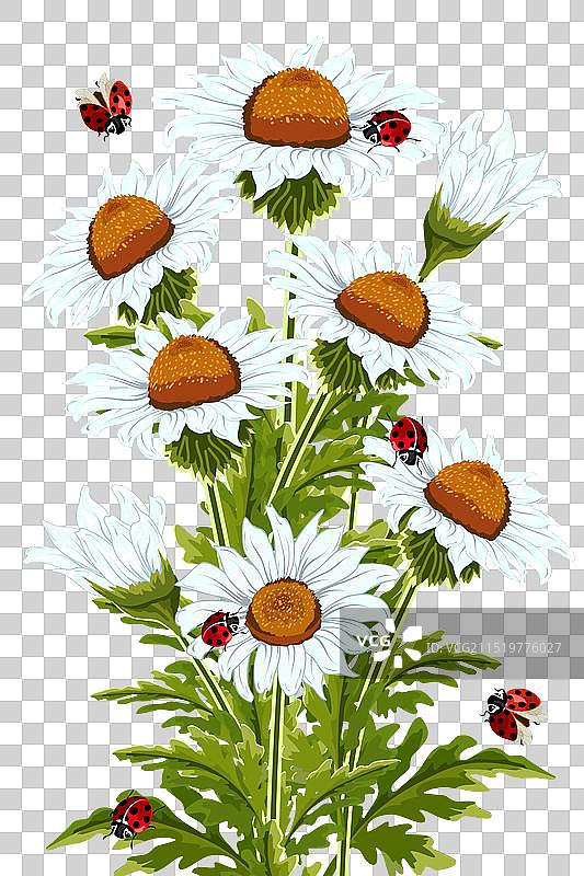 带瓢虫的雏菊花束图片素材