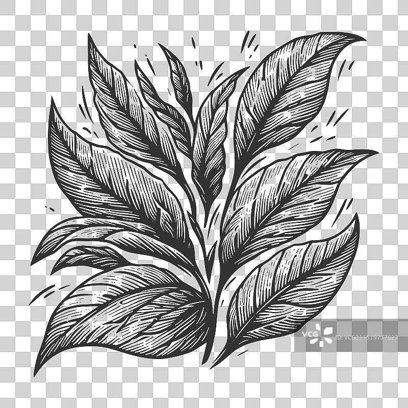茶叶枝干雕刻线条艺术图片素材