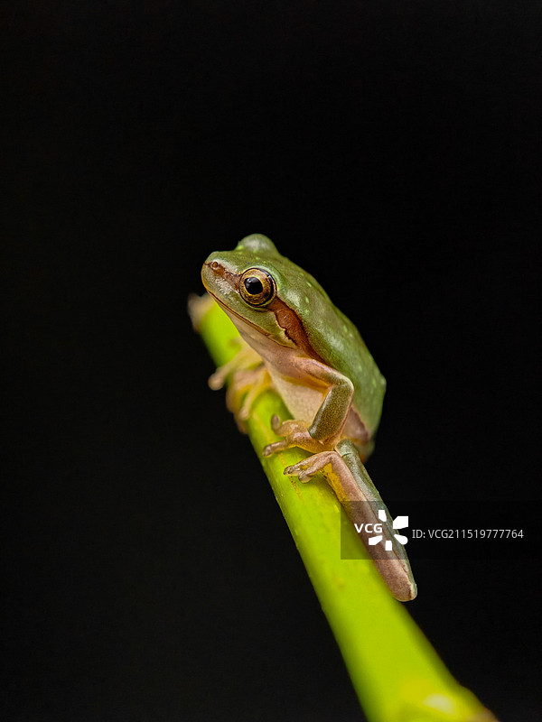 黑色背景下植物上青蛙的特写镜头图片素材
