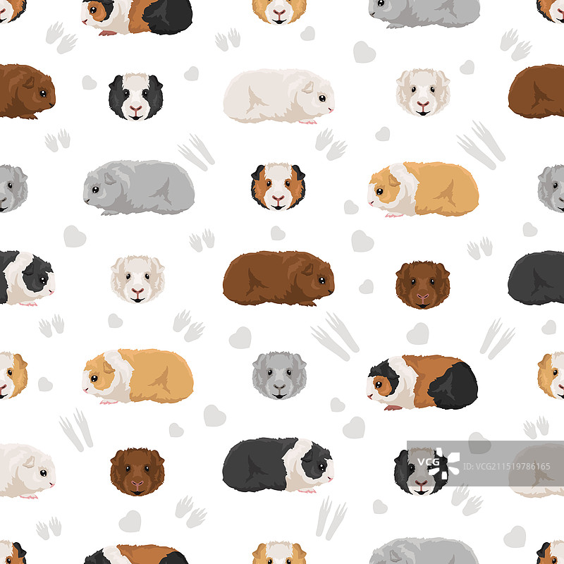 羊驼豚鼠花纹图片素材