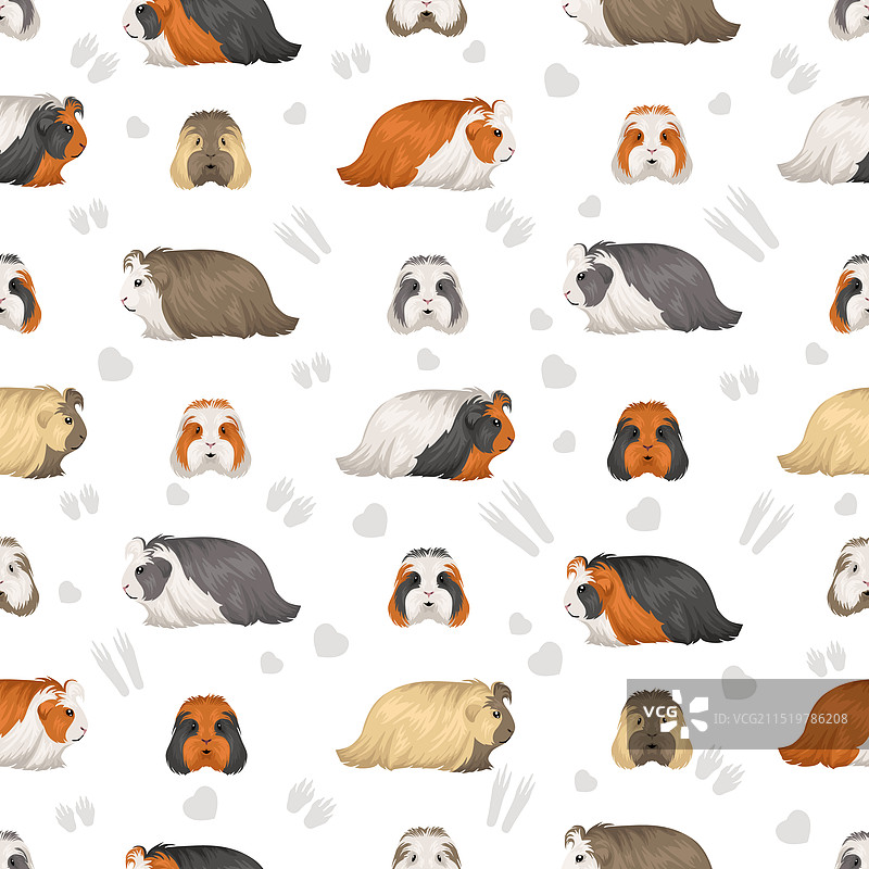 豚鼠花纹图案图片素材