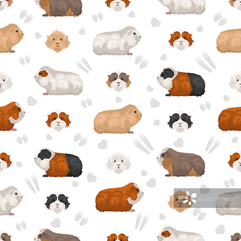 全毛美利奴豚鼠无缝图案图片素材