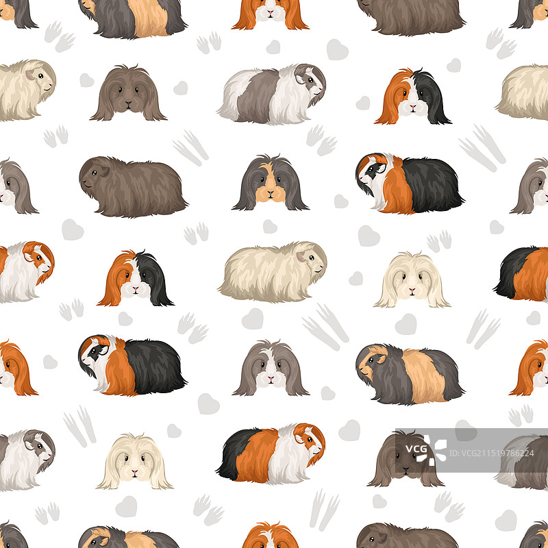 秘鲁豚鼠安哥拉豚鼠无缝图案图片素材