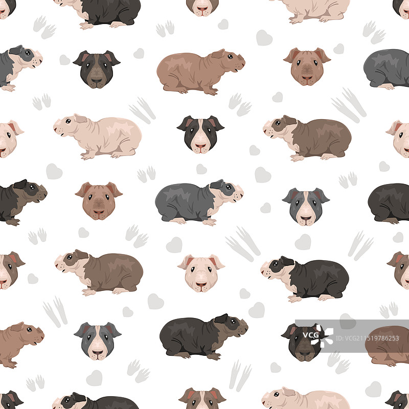 无毛豚鼠无缝图案图片素材