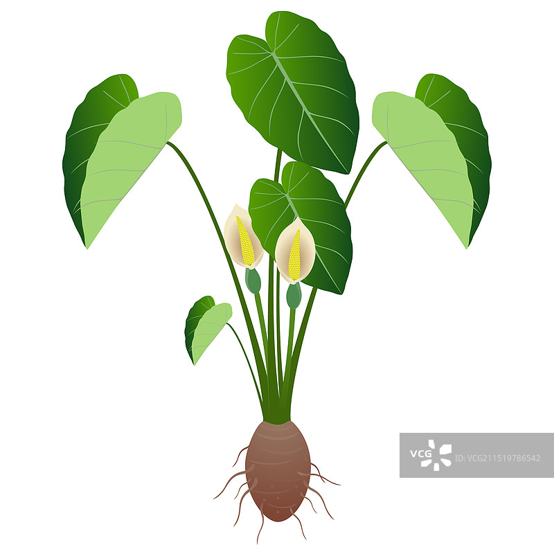 带花和块茎的芋头图片素材