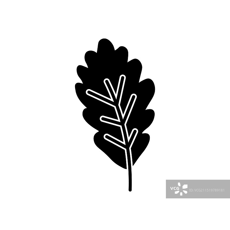 带叶脉的橡树叶图标合集图片素材