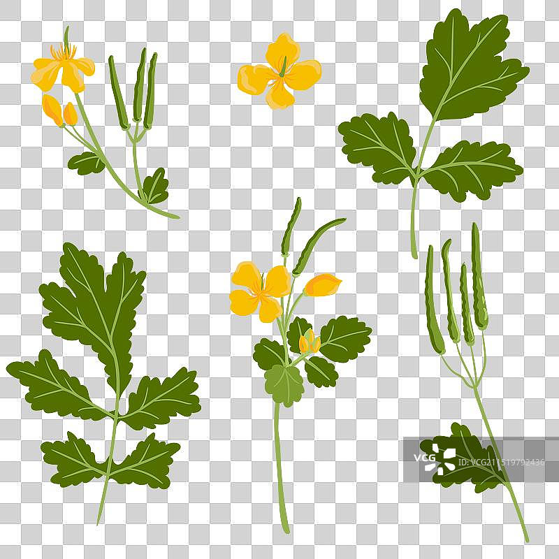 白屈菜野生花卉绘画图片素材