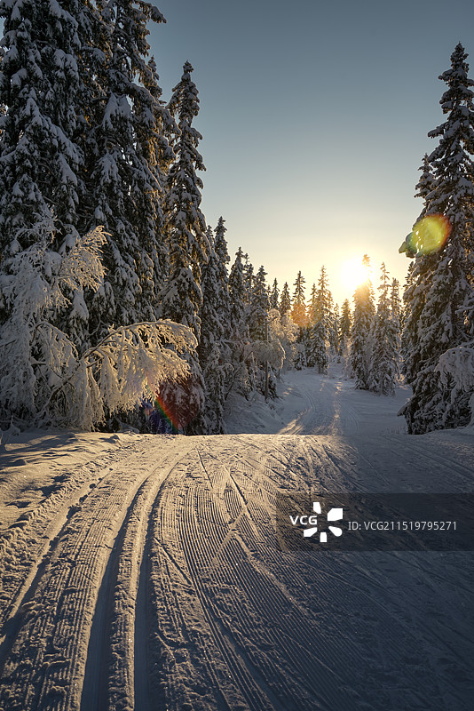 静谧雪中森林图片素材