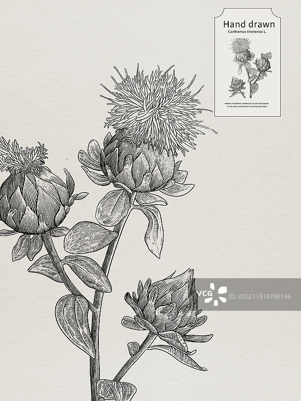 一支红花黑白线条植物药材科普铜版画复古手绘钢笔画图片素材