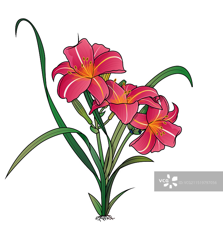 矢量花草植物大花萱草插画图片素材