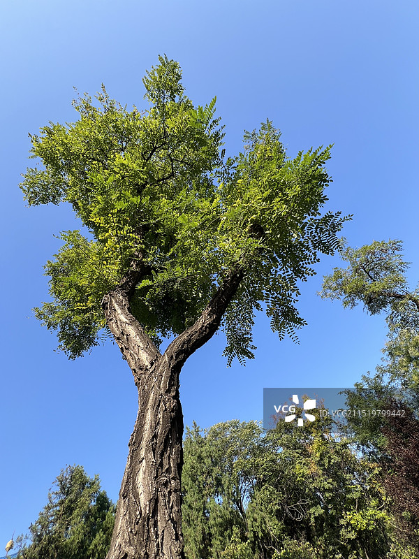 蓝天下，大树，槐树图片素材