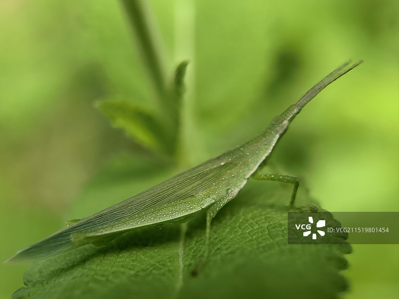 叶上昆虫特写镜头图片素材