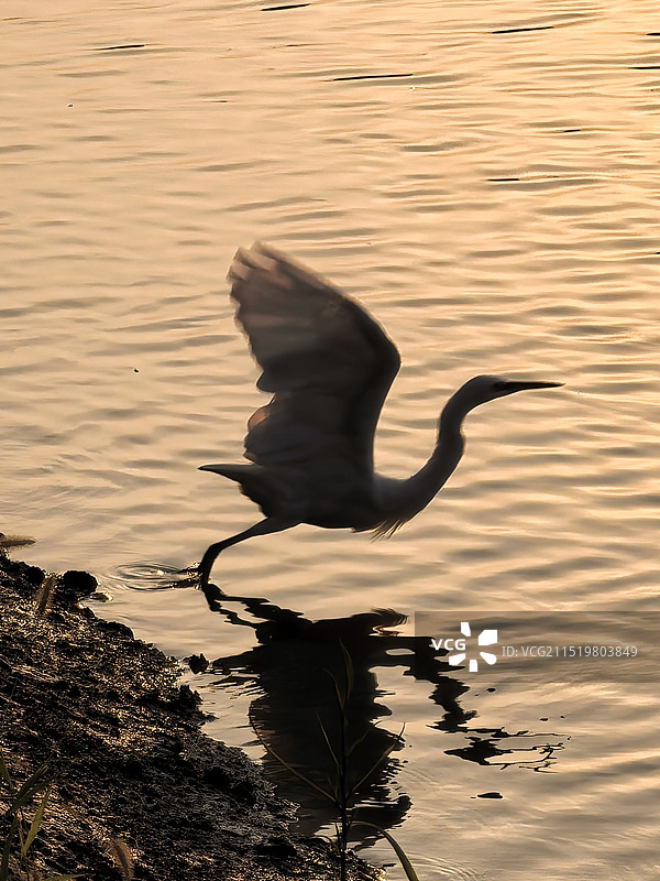夕阳下的白鹭图片素材
